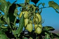 Tomato branches