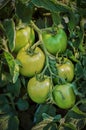 Tomato branches