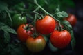 Tomato bunch closeup. Generate Ai