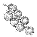 Tomato bunch. Vector engraved illustration isolated Royalty Free Stock Photo