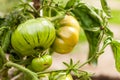 Tomato bush Royalty Free Stock Photo