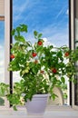 Tomato bush