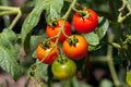 Tomato bush Royalty Free Stock Photo