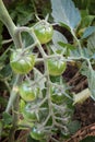 Tomato bush with a branch of green unripe tomatoes