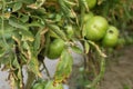 Tomato bush with brown and yellow spots on foliage, fungal problem. Solanaceae family disease