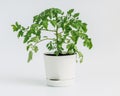 Tomato bush in a flower pot on white background.. Cherry tomatoes grown at home. Urban garden Royalty Free Stock Photo