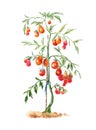 Tomato bush in the garden. Watercolor drawing Royalty Free Stock Photo