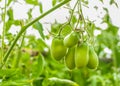 Tomato Bush with green tomatoes on a branch closeup