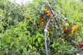 A tomato bush that grows outdoors in the grass and with other plants. Royalty Free Stock Photo