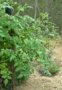 Tomato bush organic garden