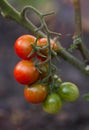 Tomato on the bush