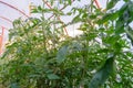 Tomato bushes with flowers and green fruits in greenhouse Royalty Free Stock Photo