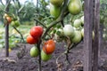 Tomato bushes ripening on a branch