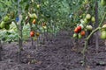 Tomato bushes ripening on a branch