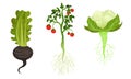 Tomato and Cabbage as Fresh Vegetables with Rootstock and Top Leaves Vector Set