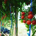 Tomato cery airy green house