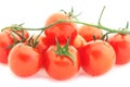 Tomato cherry