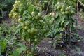 Tomato cherry bushes with green unripe mini tomatoes and purple basil in mixed landing in the garden Royalty Free Stock Photo