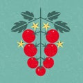 Tomato cherry illustration. Ripe tomatoes with leaves and flowers on shabby background. Royalty Free Stock Photo