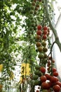 Tomato cherry plant Royalty Free Stock Photo