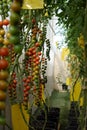 Tomato cherry plant Royalty Free Stock Photo