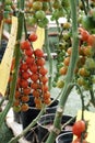 Tomato cherry plant Royalty Free Stock Photo