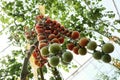 Tomato cherry plant Royalty Free Stock Photo