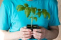 Woman Hold Pot With Seedling Of Tomato.