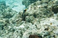 Tomato Clown Fish in Pacific Ocean Reef Royalty Free Stock Photo