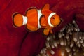 Tomato clownfish,Amphiprion frenatus,