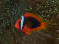 Coral fish Tomato clownfish