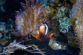 tomato clownfish feel safe in fluorescent bubble tip anemone, predator animal move long tentacles in flow and protect fish