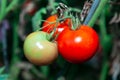 Tomato cluster ripening