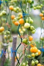 Tomato cluster unripe