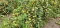 Tomato crop field