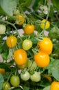 Tomato crop in fruiting stage