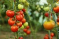 Tomato crop Royalty Free Stock Photo