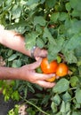 Tomato crop Royalty Free Stock Photo