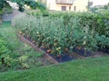 Tomato crop is ready to harvest  and make sauce italy Royalty Free Stock Photo