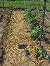 Tomato and Cucumber Plants in Garden with Wire Cages and Straw Mulch