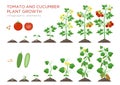 Tomato and cucumber plants growth stages infographic elements in flat design. Planting process from seeds sprout to ripe Royalty Free Stock Photo