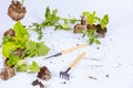 Tomato and cucumber seedlings and lettuce are scattered on a white background along with garden tools.