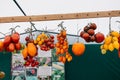 Tomato cultivars in farmers market. colorful variety of organic tomato. Different varieties of red, orange, yellow tomatoes Royalty Free Stock Photo