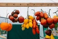 Tomato cultivars in farmers market. colorful variety of organic tomato. Different varieties of red, orange, yellow tomatoes Royalty Free Stock Photo