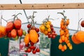 Tomato cultivars in farmers market. colorful variety of organic tomato. Different varieties of red, orange, yellow tomatoes Royalty Free Stock Photo