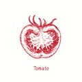 Tomato cut half. Ink black and white doodle drawing Royalty Free Stock Photo