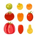 Tomato. Design vector elements isolated. Colorful background.