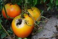 Tomato disease anthracnose signs. A close-up of ripe rot tomatoes infected by anthracnose disease
