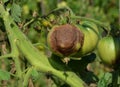 Tomato disease. The fungus buckeye rot of tomato caused by the pathogen Phytophthora parasitica badly affected a tomato plant