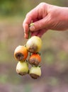 Tomato disease gray rot on fruit